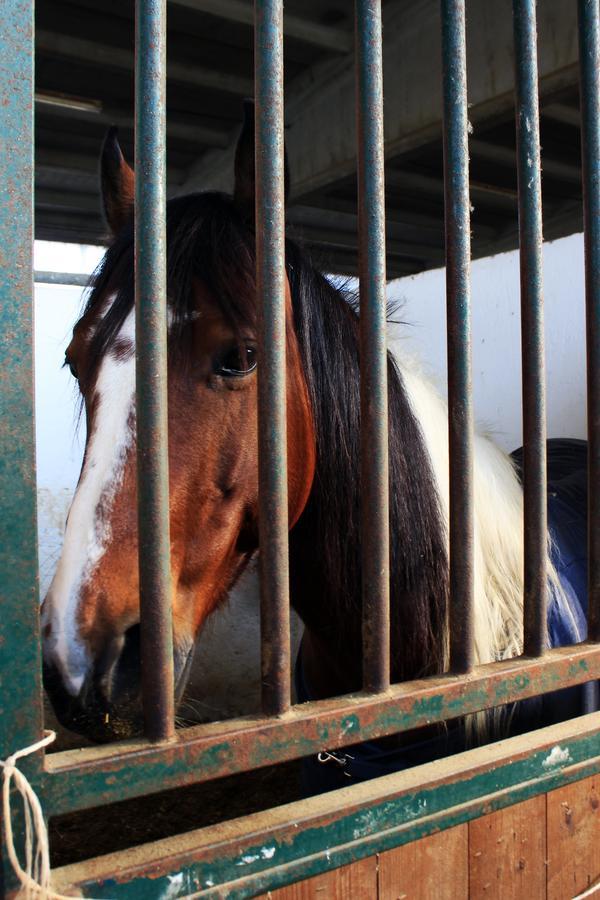 Cowboys Guest Ranch Hotel Voghera Bagian luar foto