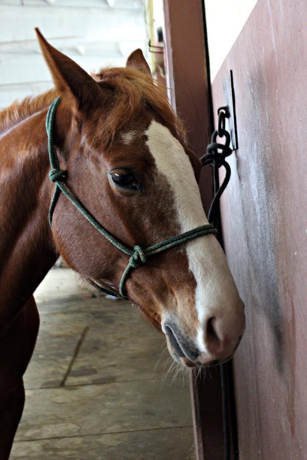 Cowboys Guest Ranch Hotel Voghera Bagian luar foto